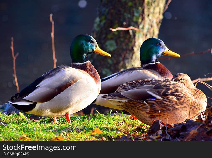 Mallards resting harmoniously by the lake