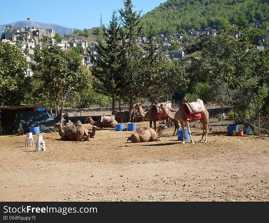 Camels, Turkey