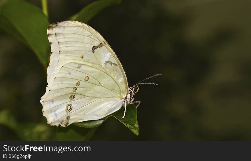 A cream colored butterfly covered in dew rests on a leaf. A cream colored butterfly covered in dew rests on a leaf.