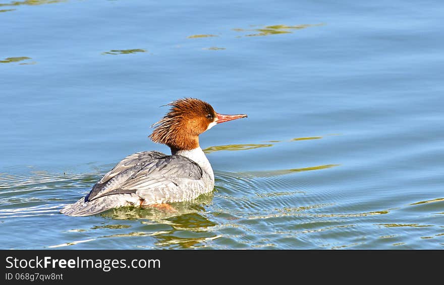 A lone common merganser on a lake.