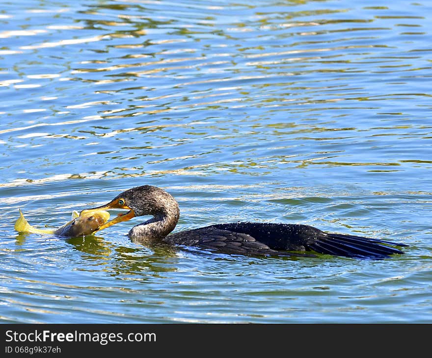 Cormorant With Fish