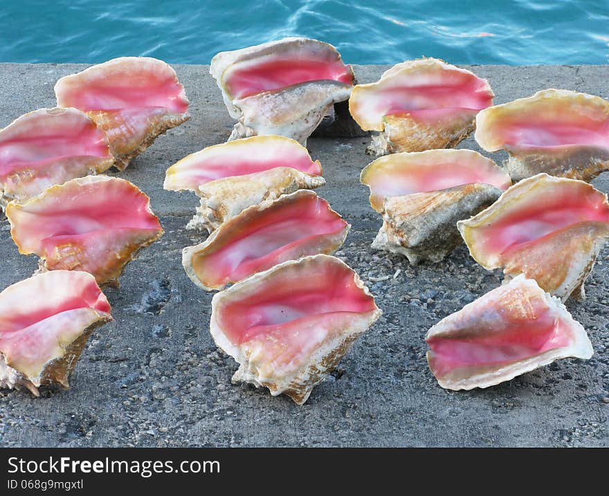 Multiple pink and beige conch shells on a grey concrete wall with blue water in the background