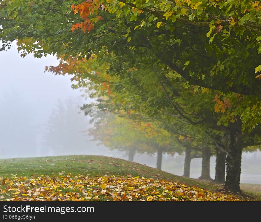 Autumn Leaves On Hillside In Fog