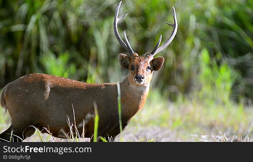 Deer standing on green grass field in Phukeao ,Chaiyapoom Thailand