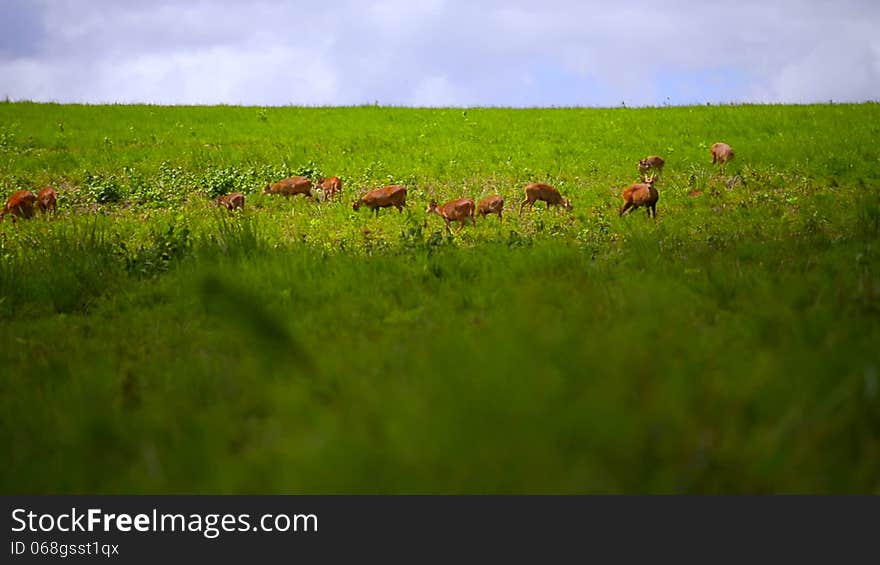 Deer walking on green grass field