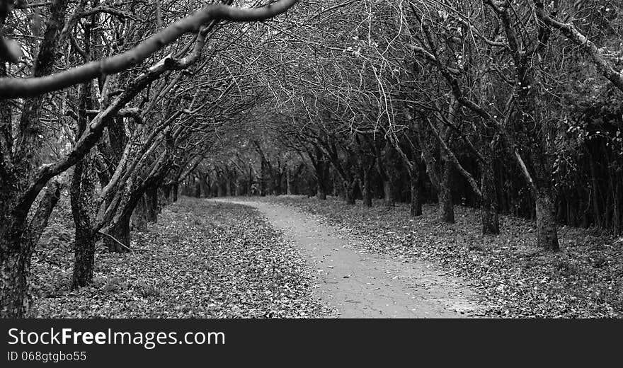 Sullen alley of the old bare trees in the autumn orchard. Sullen alley of the old bare trees in the autumn orchard