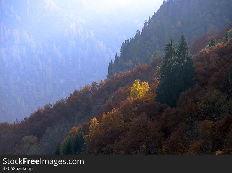 Yellow trees among the green firs