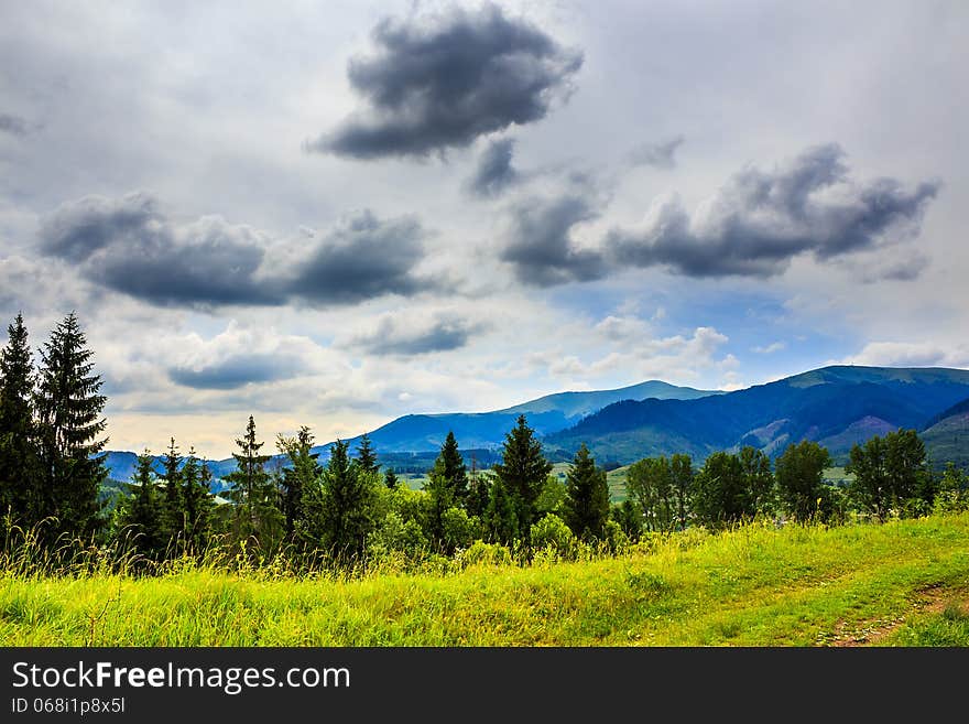 Coniferous forest on a steep mountain slope