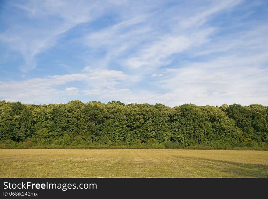 Forest Edge