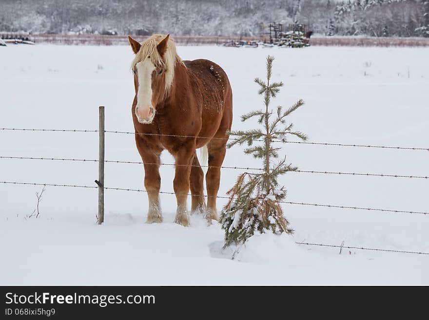 A brown horse with a gold mane beside a fence and a small spruce tree. A brown horse with a gold mane beside a fence and a small spruce tree