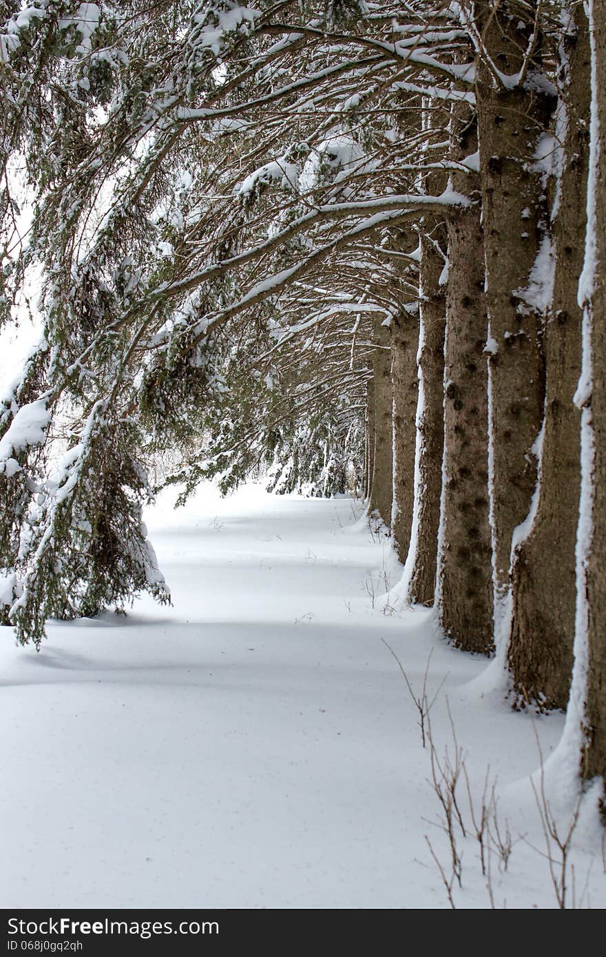 A row of trees with arched branches in the snow