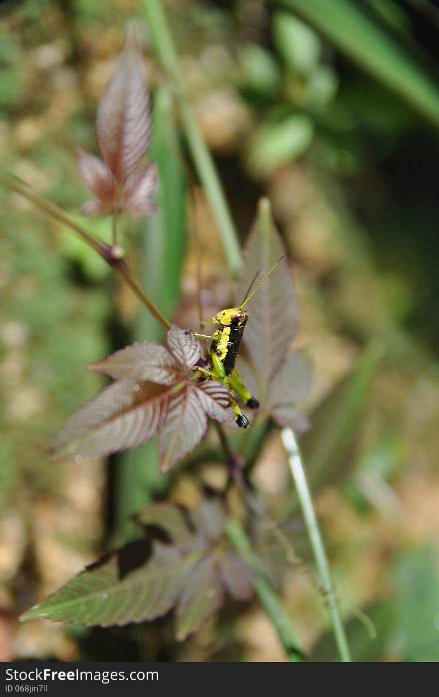 Nanling National Forest Park,Shaoguan,Guangdong province. Nanling National Forest Park,Shaoguan,Guangdong province