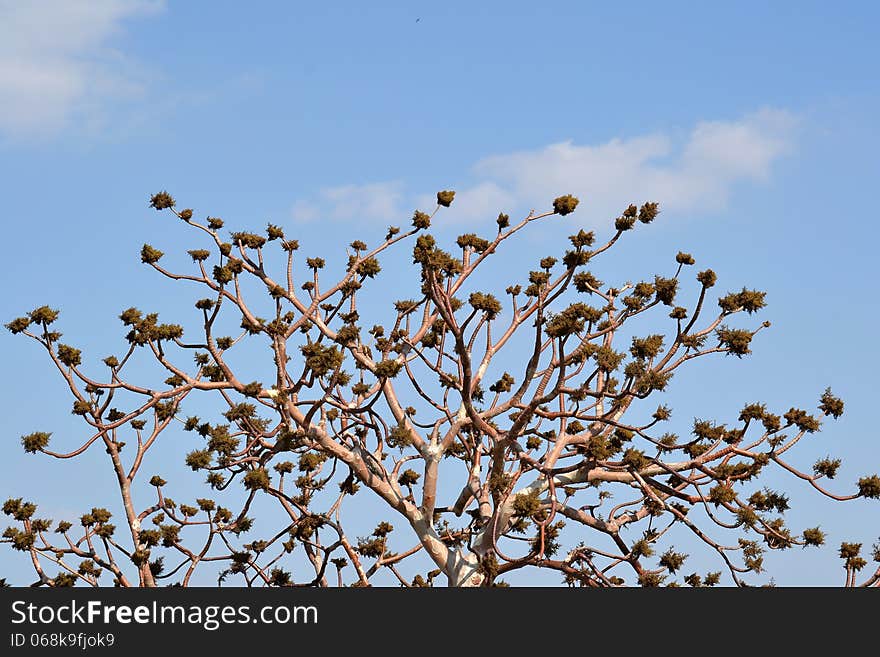 Gum Karaya &x28;Sterculia urens&x29; Tree