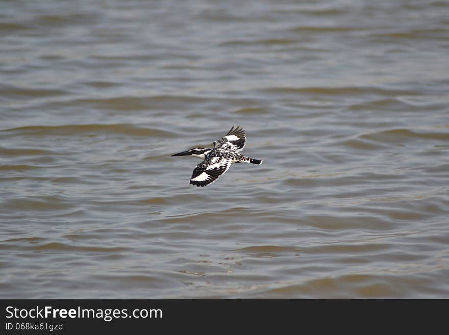 Pied Kingfisher Flying