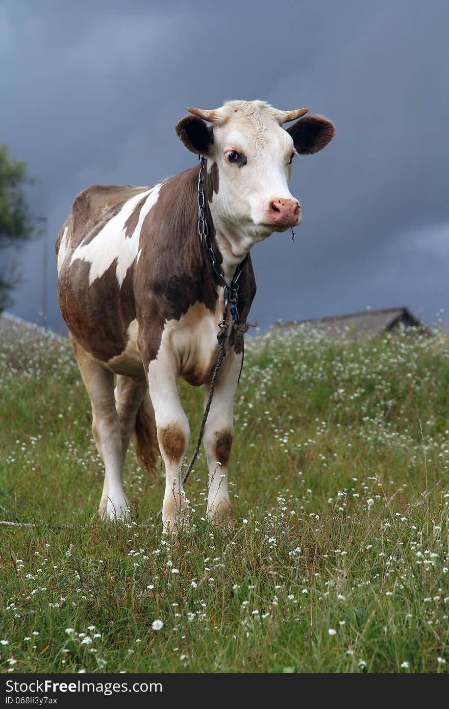 Young bull in a meadow