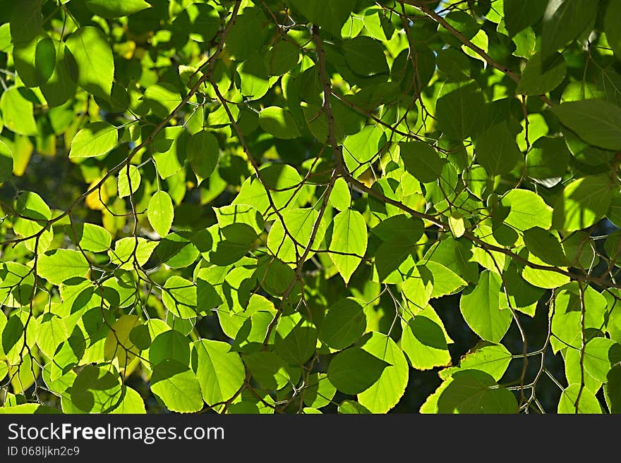 Foliage under the sun