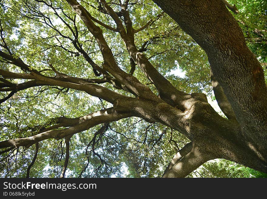 Huge tree in the National Garden of Athens Greece. Huge tree in the National Garden of Athens Greece