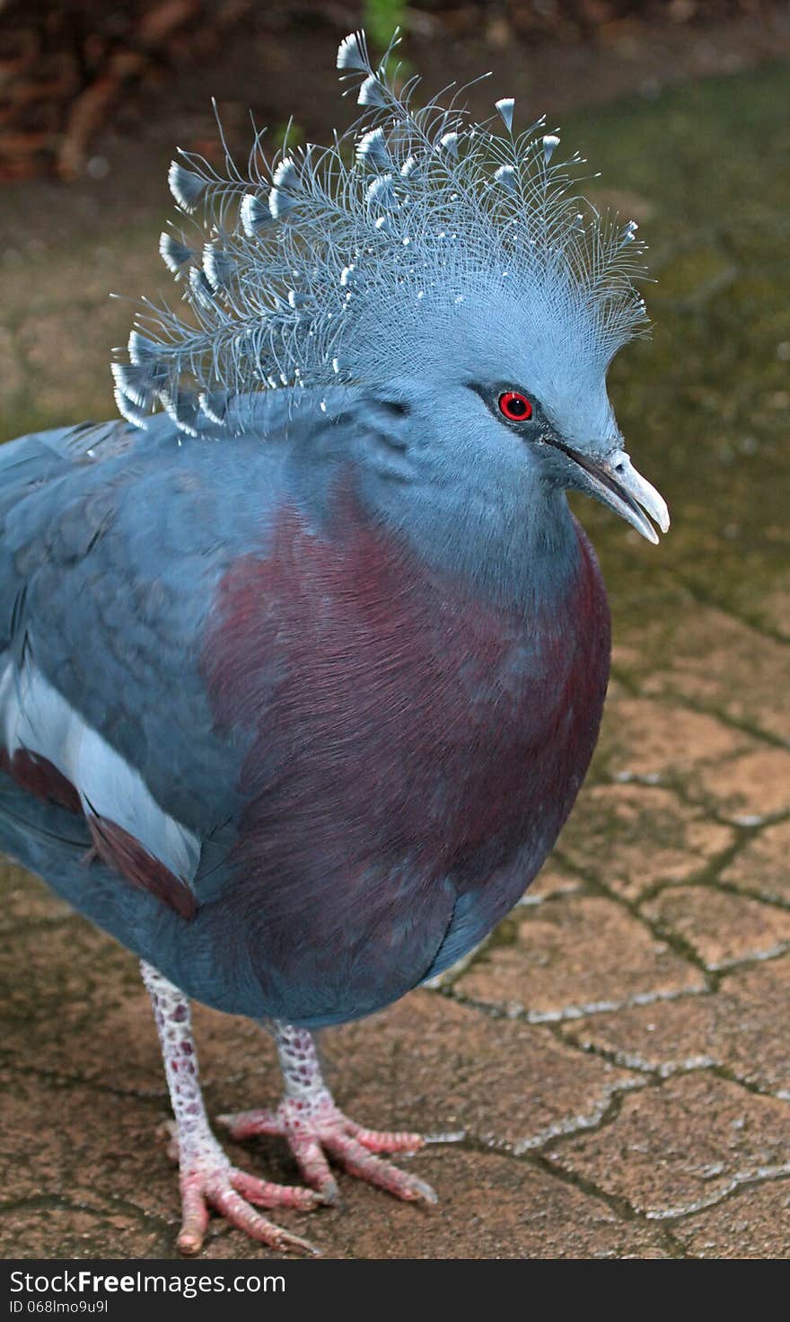 Crowned Pigeon