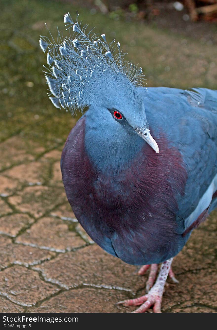 Crowned Pigeon