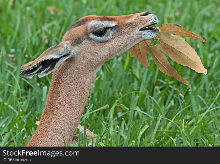 Female Gerenuk Close Up Profile Eating Leaf