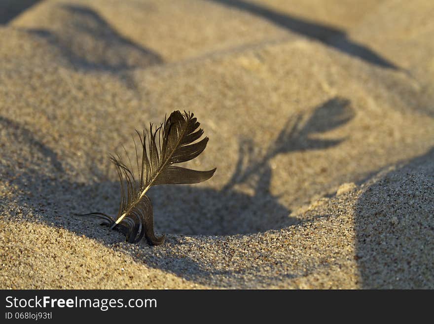 Black feather in the dunes, evening shot, natural light.