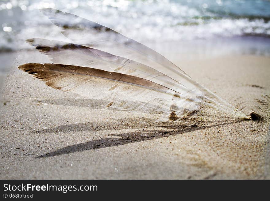 Three feathers in the beach, daylight shot, natural light. Three feathers in the beach, daylight shot, natural light.