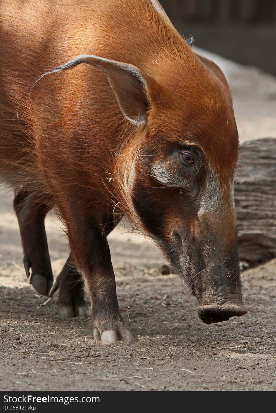 Red River Hog Close Up Face Profile. Red River Hog Close Up Face Profile