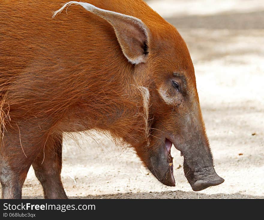 Red River Hog Close Up Face Profile. Red River Hog Close Up Face Profile