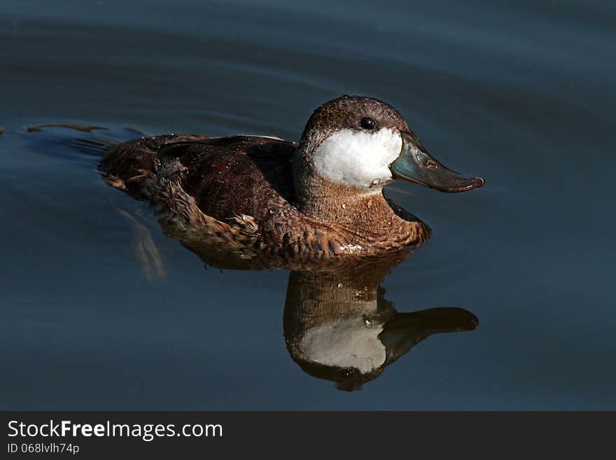 Small Ruddy Duck In Blue Pond