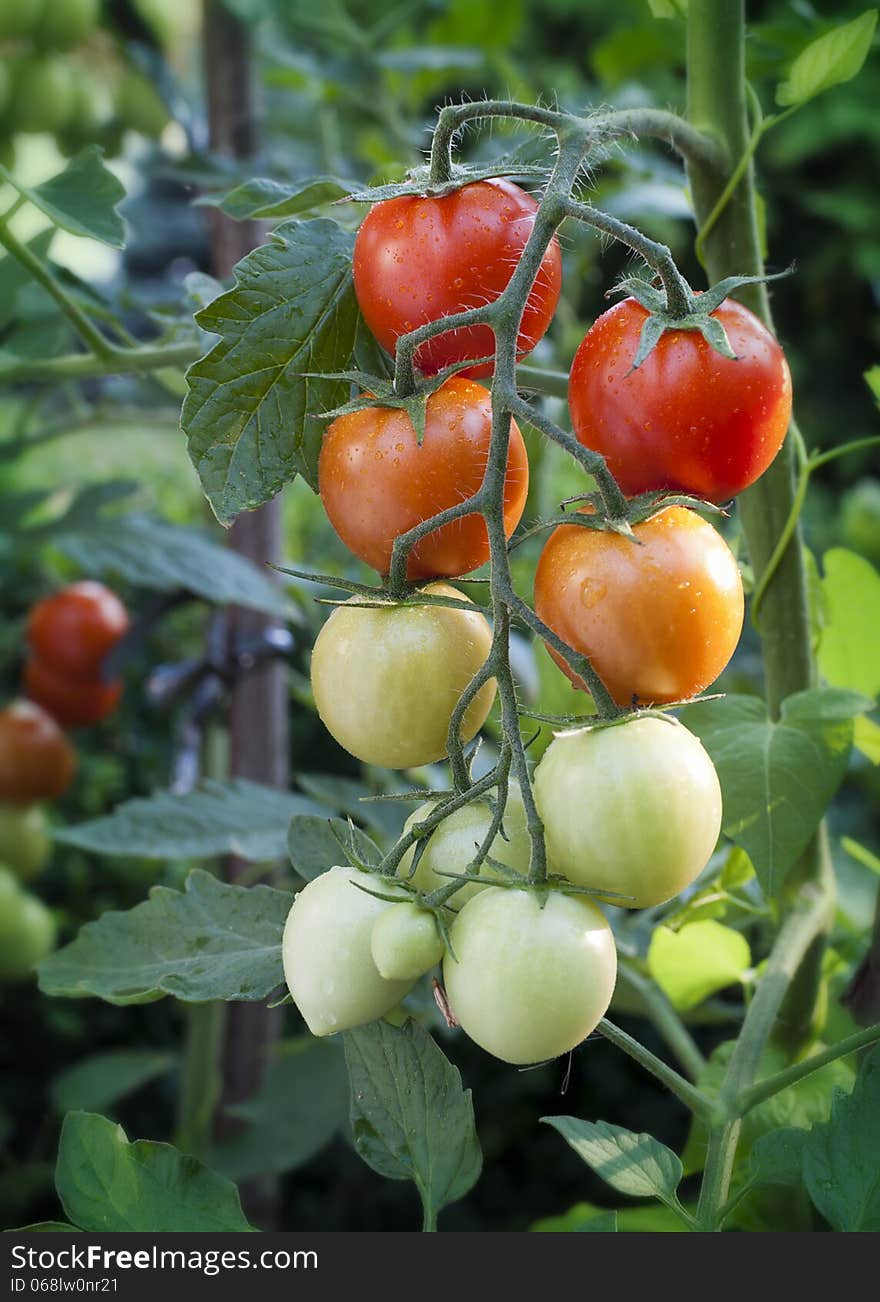 Tomatoes on vine