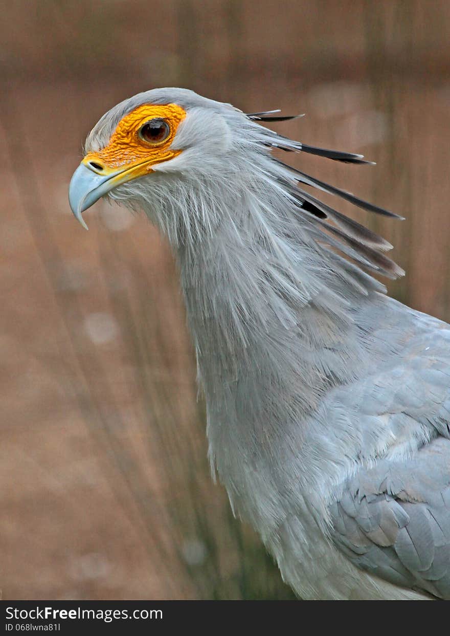 Close Up Detail Of Large African Raptor. Close Up Detail Of Large African Raptor