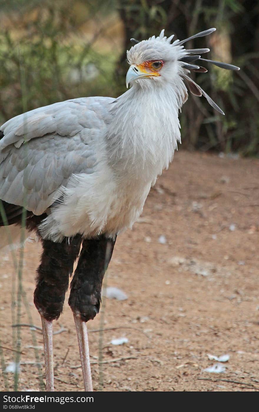 Secretary Bird