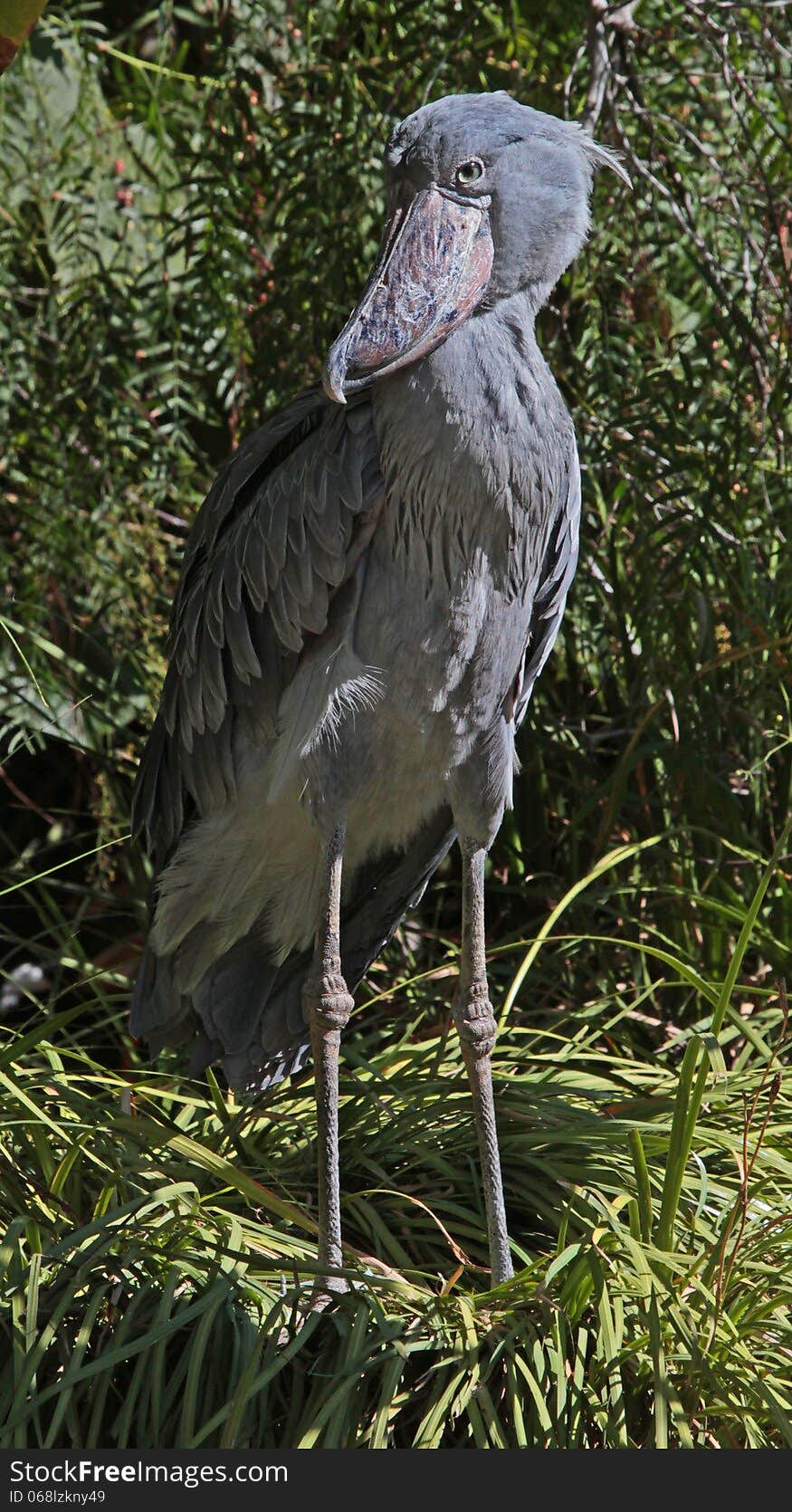 Close Up Profile Portrait Of Unusual African Swamp Bird. Close Up Profile Portrait Of Unusual African Swamp Bird