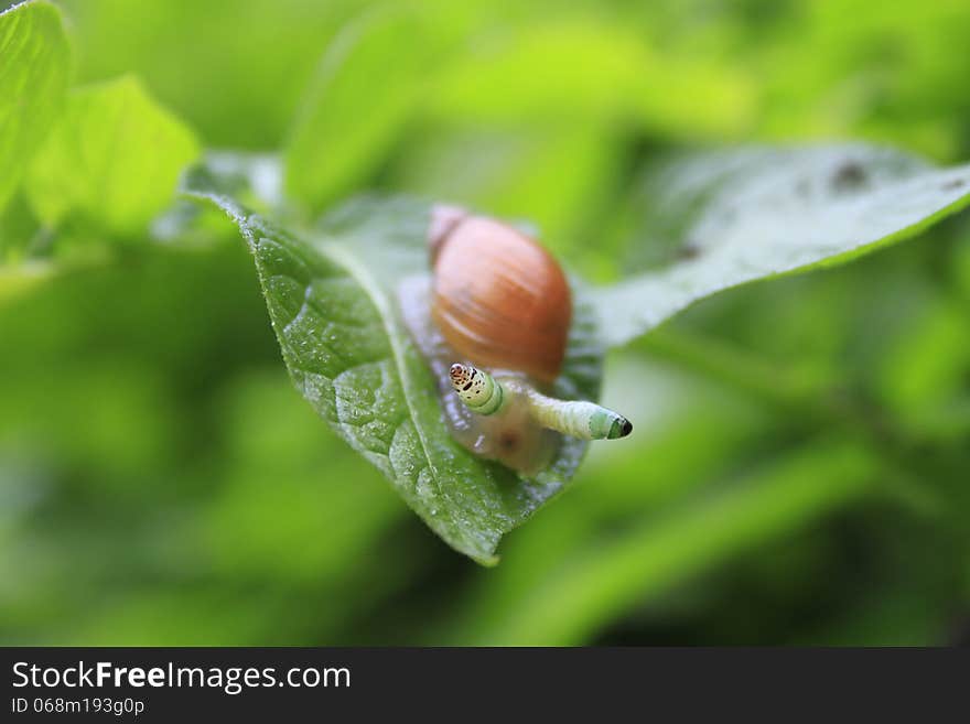 A rare sort of snail on a leaf. Outdoor shot. Morning light. A rare sort of snail on a leaf. Outdoor shot. Morning light.