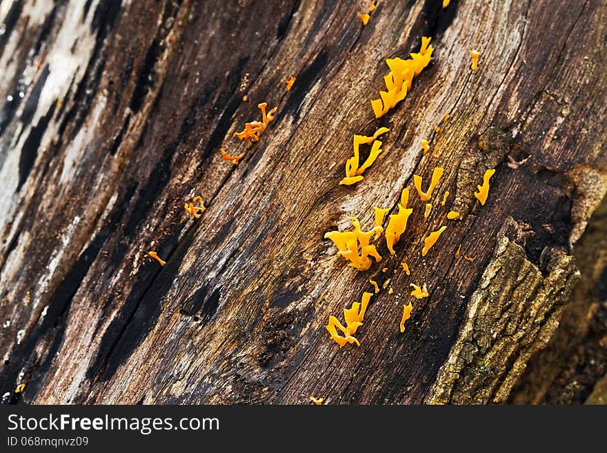 Yellow jelly mushroom growing on wood