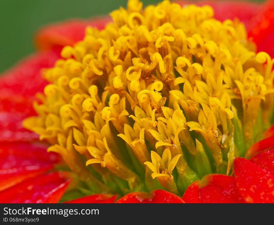 Mexican Sunflower Weed