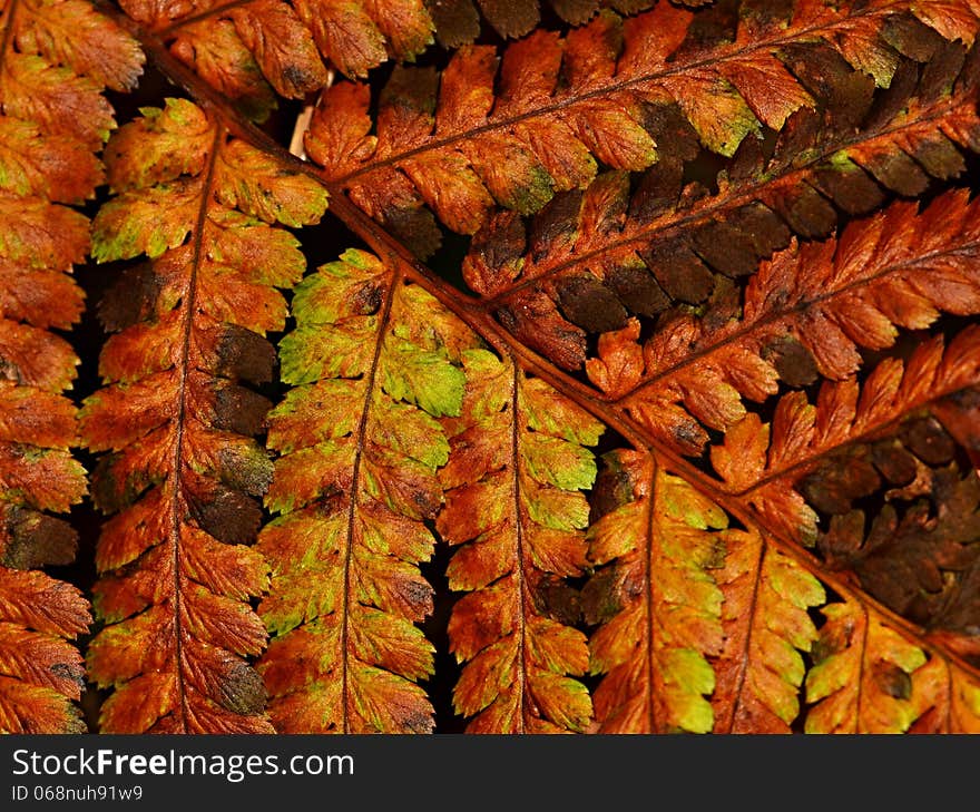 Background autumn fern leaves dried up brown and yellow. Background autumn fern leaves dried up brown and yellow