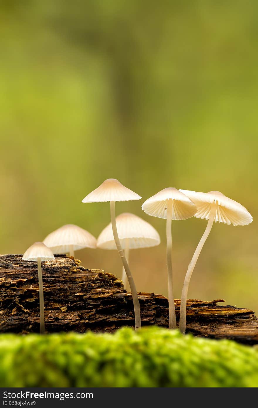 Mushrooms