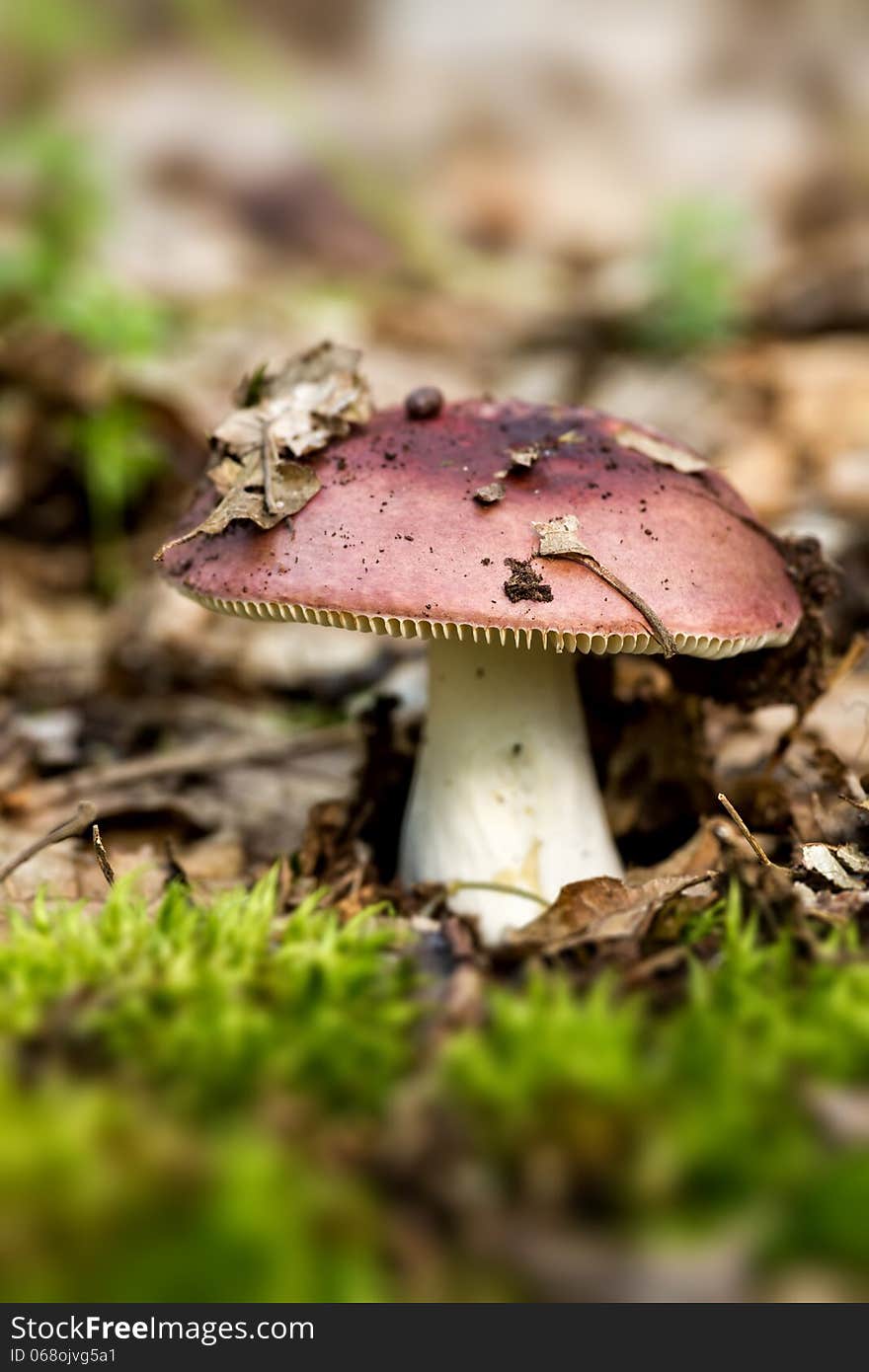 Red mushroom russula in the forest