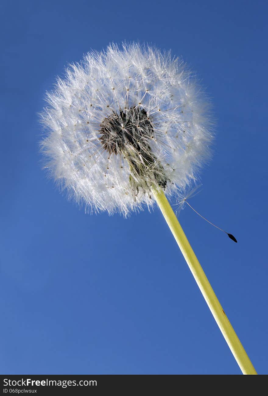 Dandelion