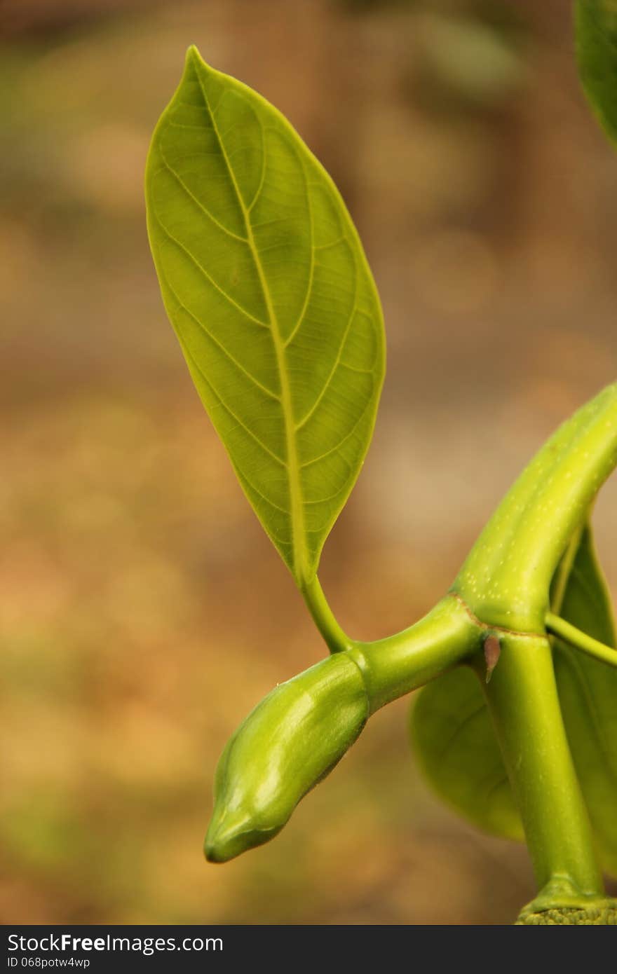 Baby Jack fruit found in thailand, fresh and green