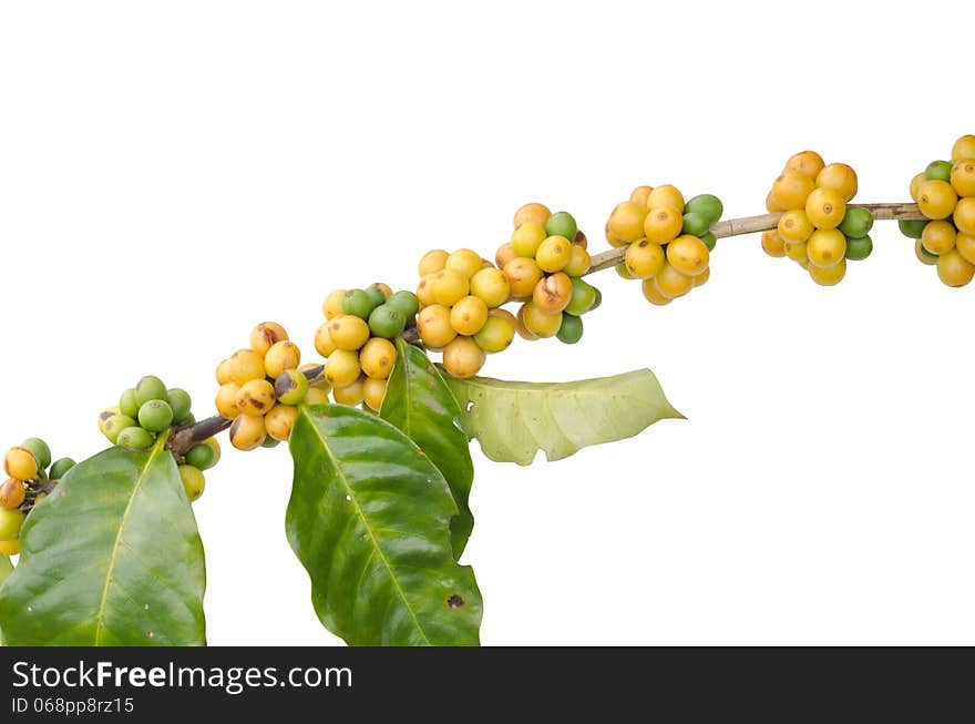 Coffee beans on trees isolated on white background