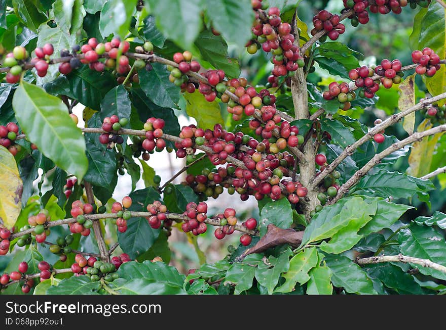 Coffee beans ripe on trees