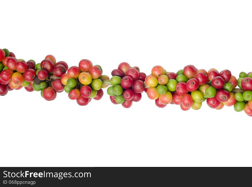 Coffee beans on trees isolated on white background