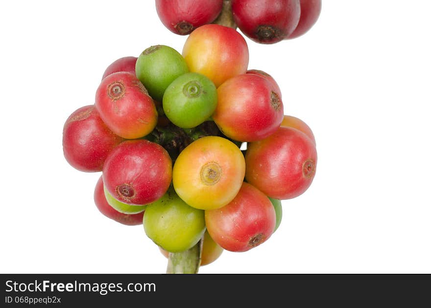 Coffee beans isolated on white background