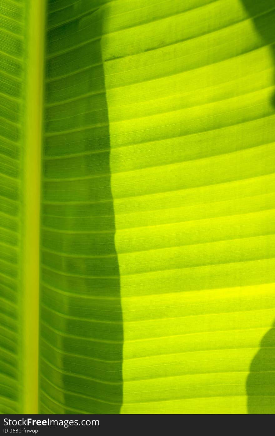 Giant tropical plant leaf background against sunlight. Giant tropical plant leaf background against sunlight