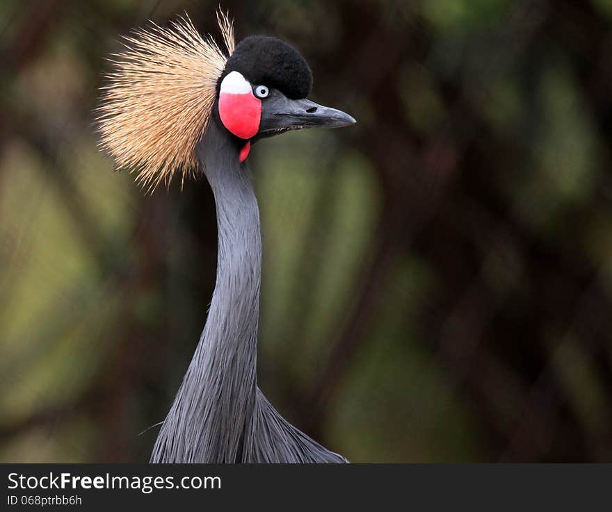 Crowned Crane