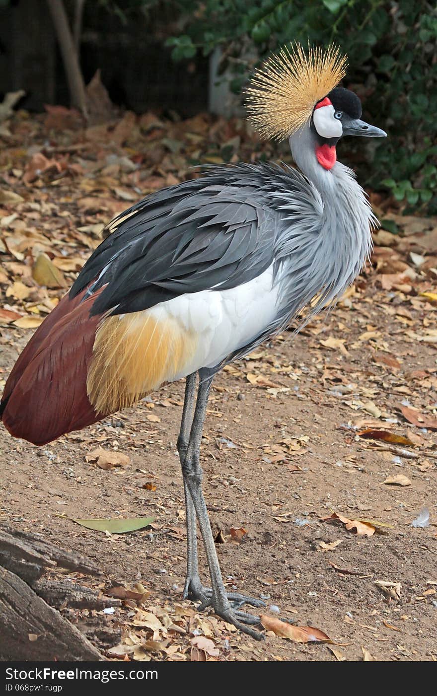 Crowned Crane