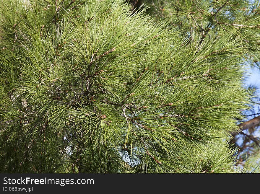 Close-up of green conifer branches in summer. Close-up of green conifer branches in summer