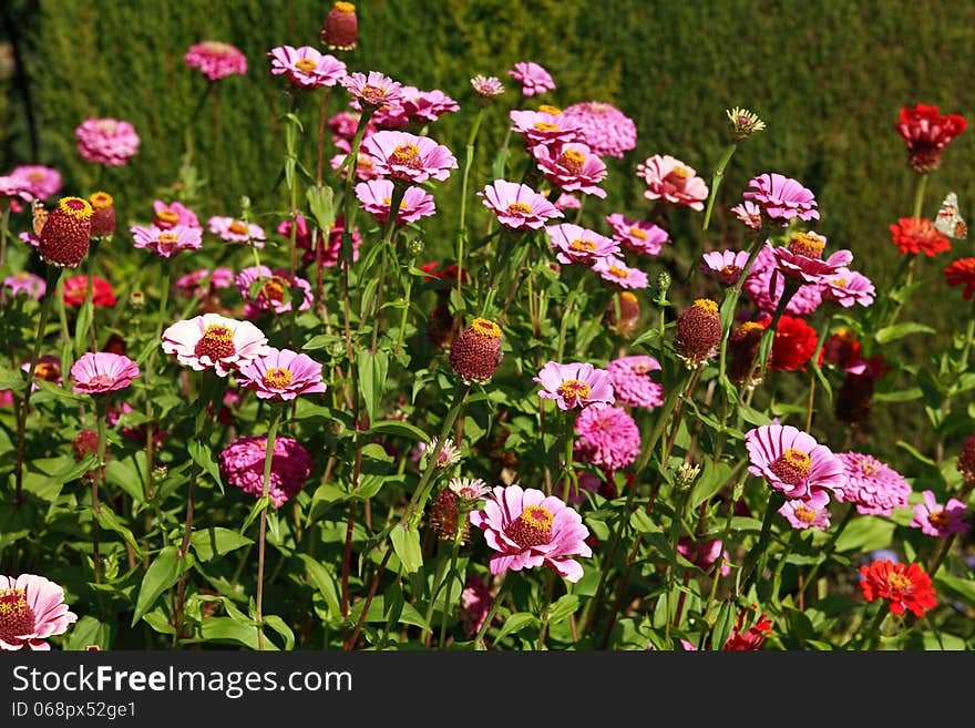 Few pink and red flowers among green grass. Few pink and red flowers among green grass